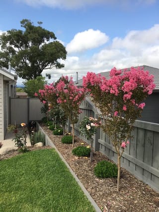 Lagerstroemia indica x fauriei 'Sioux' (Crepe Myrtle) trees with pink flower clusters lining a grey fence in a mulched garden bed beside a lawn.
