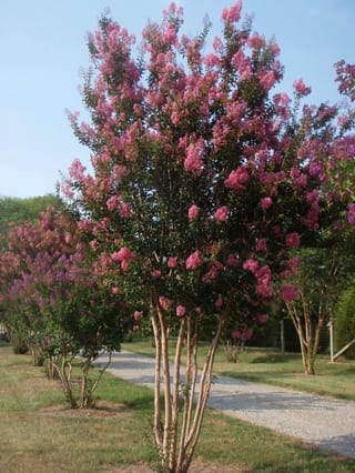 Lagerstroemia indica x fauriei 'Sioux' (Crepe Myrtle), a multi-stemmed tree with smooth pale bark and pink flower clusters, beside a gravel path and lawn.