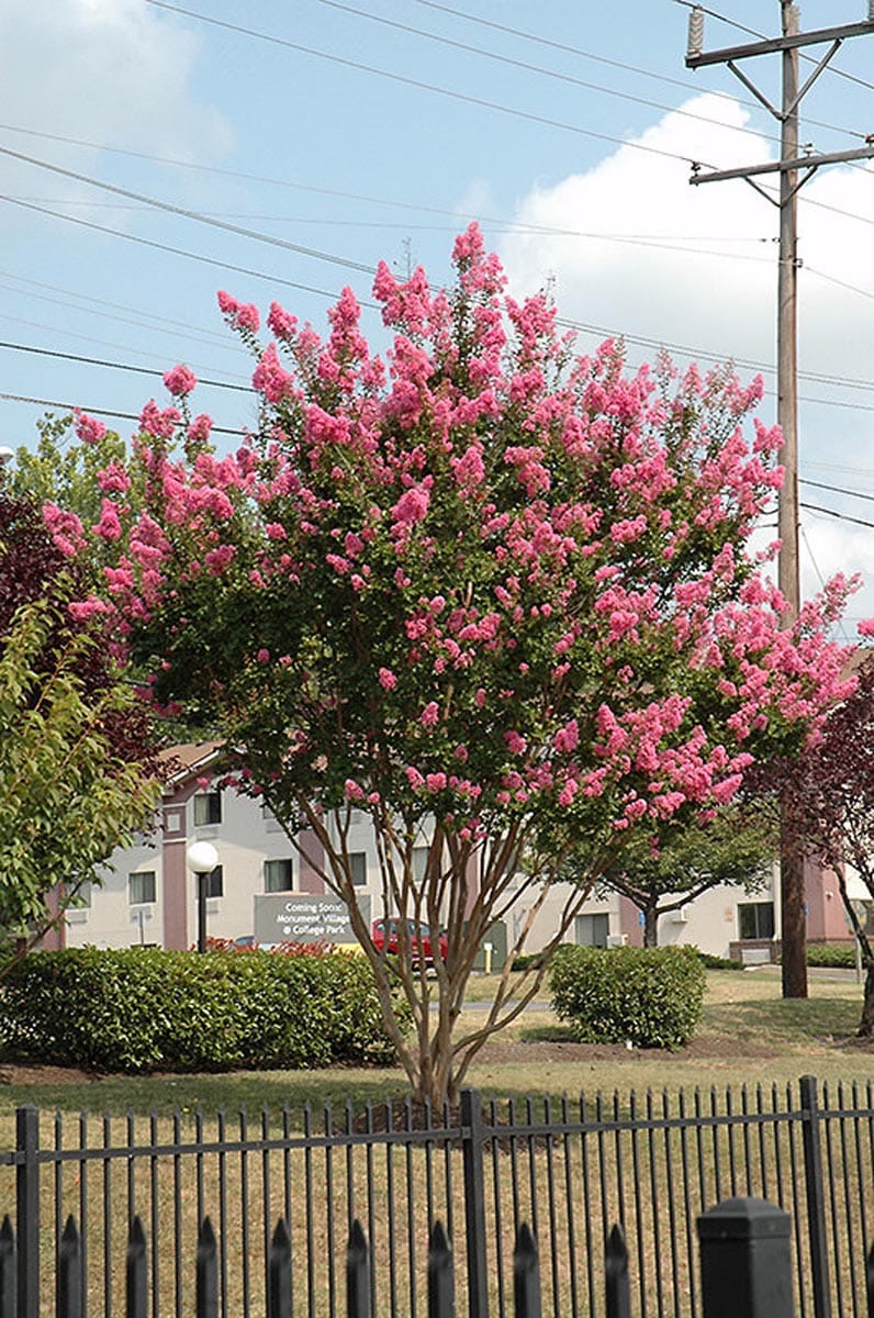 Lagerstroemia indica x fauriei 'Sioux' (Crepe Myrtle), a multi-stemmed tree covered in pink flower clusters, growing beside a black metal fence and clipped hedges.
