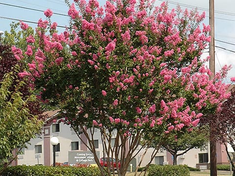 Lagerstroemia indica x fauriei 'Sioux'