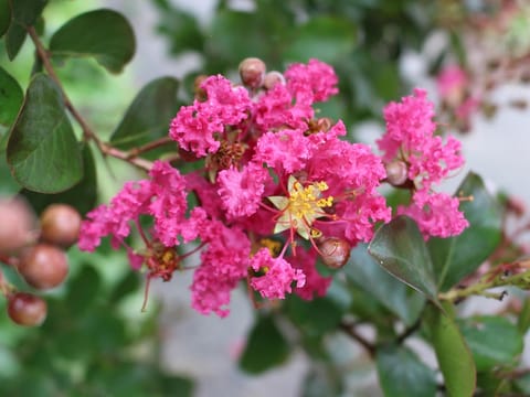 Lagerstroemia indica 'Yang-Tse'