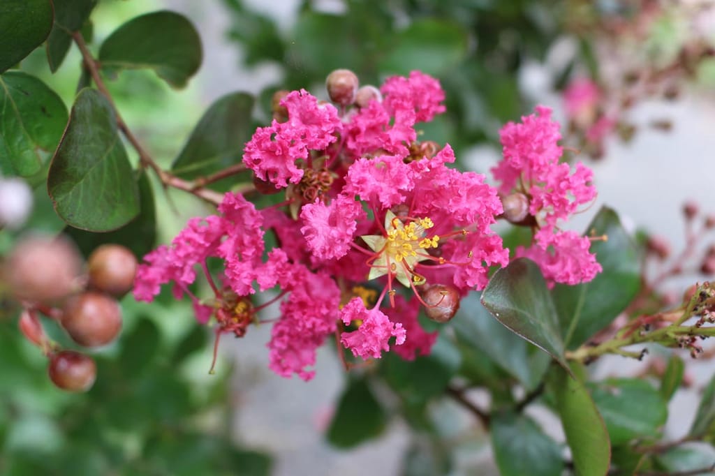 Lagerstroemia indica 'Yang-Tse' (Crepe Myrtle) with a cluster of crinkled pink flowers, yellow stamens, round buds and glossy green leaves.