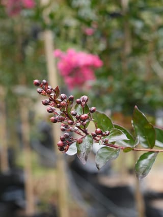 Lagerstroemia 'Just Striking' (Crepe Myrtle) branch with clusters of dark red flower buds and glossy deep green leaves, with staked nursery plants and pink blooms blurred behind.