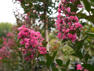 Lagerstroemia 'Just Striking' (Crepe Myrtle) with clusters of bright pink frilly flowers and dark green leaves, with staked nursery trees blurred behind.