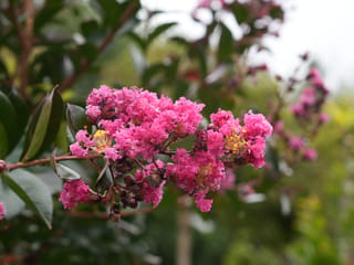 Lagerstroemia 'Just Striking' (crepe myrtle) flower cluster with crinkled bright pink petals and yellow stamens, beside dark green leaves and buds, with a blurred garden behind.