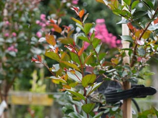 Lagerstroemia 'Just Striking' (Crepe Myrtle) young stems with green and bronze-red new leaves, tied to a bamboo stake, with pink blooms blurred behind.