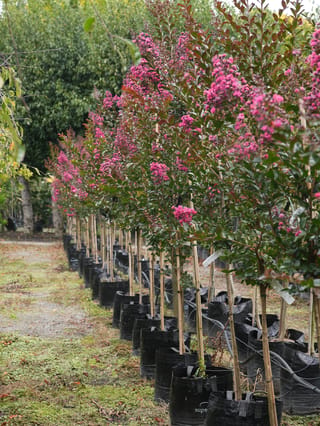 Row of Lagerstroemia 'Just Striking' (Crepe Myrtle) trees in black planter bags, staked, with clusters of pink flowers and dark green foliage.