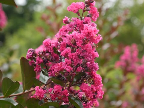 Lagerstroemia 'Just Striking'