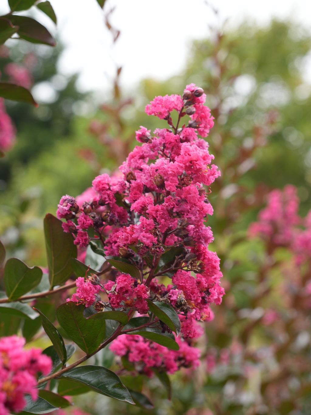 Lagerstroemia 'Just Striking' (Crepe Myrtle) flower panicle with frilly deep pink blooms and dark buds, surrounded by glossy green leaves in a garden.