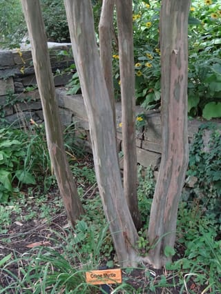 Multi-stemmed Lagerstroemia indica x fauriei 'Tuscarora' (Crepe Myrtle) with smooth, mottled grey-pink peeling bark, growing beside a stone wall with yellow daisies.
