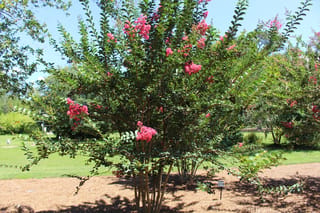 Lagerstroemia indica x fauriei 'Tuscarora' (Crepe Myrtle), a multi-stemmed tree with clusters of pink flowers among green foliage, growing on a lawn with a mulched base.