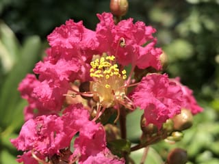 Close-up of Lagerstroemia indica x fauriei 'Tuscarora' (Crepe Myrtle) with ruffled pink flowers, yellow stamens and rounded buds against soft green foliage.