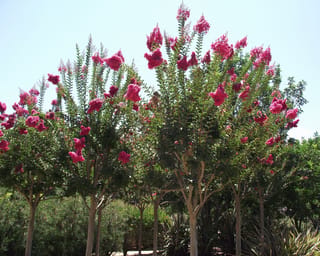 Lagerstroemia indica x fauriei 'Tuscarora' (Crepe Myrtle) trees with smooth pale trunks and upright clusters of bright pink-red flowers against a clear sky.