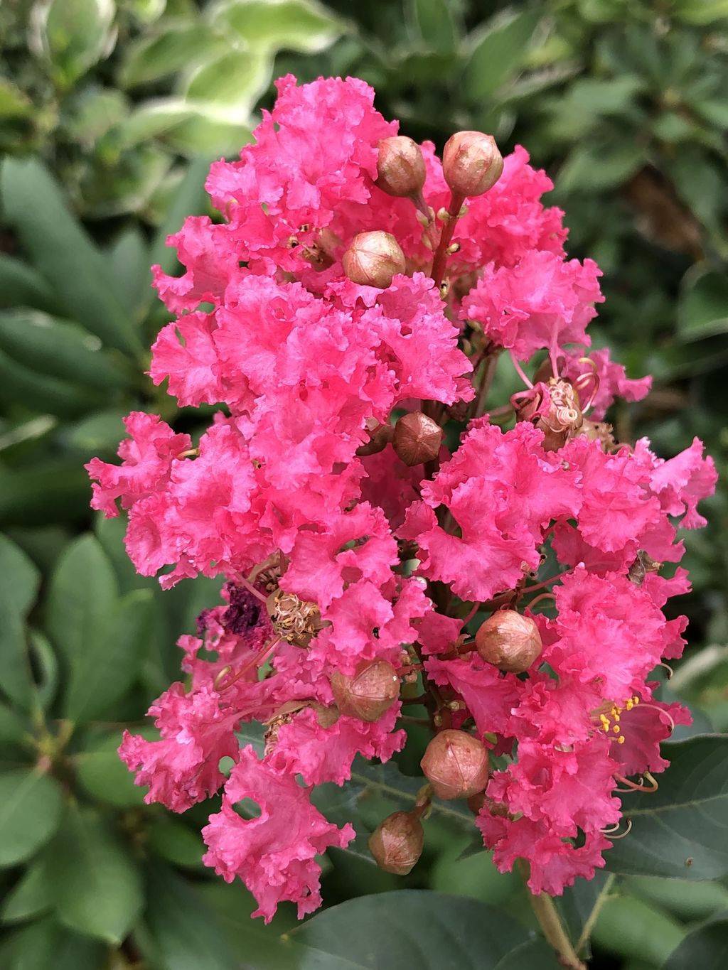 Lagerstroemia indica x fauriei 'Tuscarora' (Crepe Myrtle) flower panicle with ruffled coral-pink blooms and rounded brown buds against green foliage.