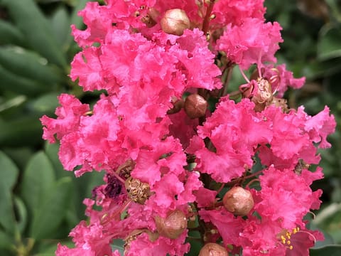 Lagerstroemia indica x fauriei 'Tuscarora'