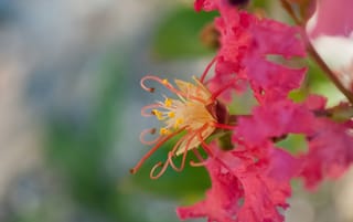Close-up of a Lagerstroemia indica 'Yang-Tse' (Crepe Myrtle) flower, showing ruffled pink-red petals, curling stamens and yellow anthers against soft green.