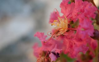 Close-up of Lagerstroemia indica 'Yang-Tse' (Crepe Myrtle) flowers, with ruffled pink-red petals and curling stamens tipped with yellow anthers against a soft blurred background.