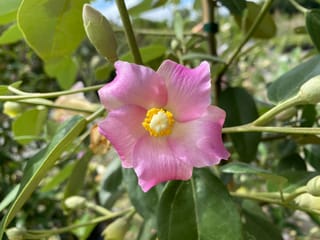 Lagunaria patersonia (Norfolk Island Hibiscus) flower with five pink petals and a yellow-tipped white centre, surrounded by green leaves and unopened buds.