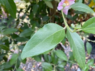 Lagunaria patersonia (Norfolk Island Hibiscus) foliage close-up, showing oval green leaves on a slender stem with a pale pink flower at the top.