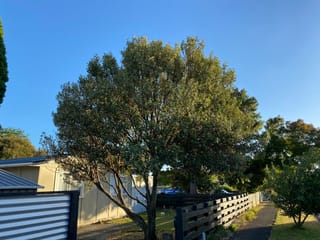 Lagunaria patersonia (Norfolk Island Hibiscus), a mature tree with a dense, rounded canopy of grey-green foliage beside a dark wooden fence and house.