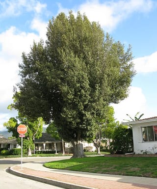 Mature Lagunaria patersonia (Norfolk Island Hibiscus) with a dense, upright dark green crown and thick trunk, growing on a suburban lawn corner beside a stop sign.