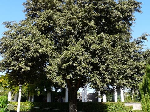 Lagunaria patersonia