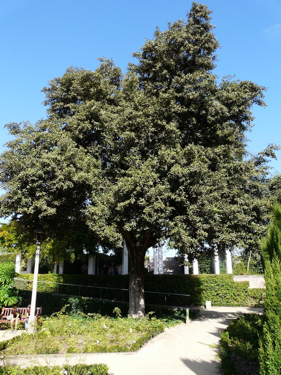 Mature Lagunaria patersonia (Norfolk Island Hibiscus) with a single thick trunk and dense, dark green foliage, growing beside a garden path and clipped hedge.