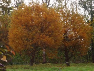Two Larix kaempferi (Japanese Larch) trees with rounded crowns of golden-orange autumn needles, standing on grass with other trees behind.