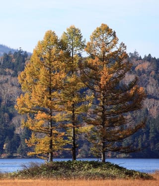 Three Larix kaempferi (Japanese Larch) trees with golden-yellow and orange autumn foliage on a small grassy mound beside a lake, with forested hills behind.