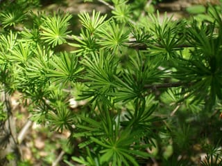 Larix kaempferi (Japanese Larch) branches with fresh green needles growing in star-shaped tufts along thin brown twigs, in dappled sunlight.