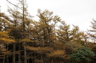Larix kaempferi (Japanese Larch) trees in autumn, with golden-yellow needles on tall, slender trunks and a green broadleaf shrub in the foreground.
