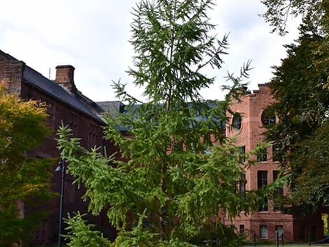 Larix kaempferi