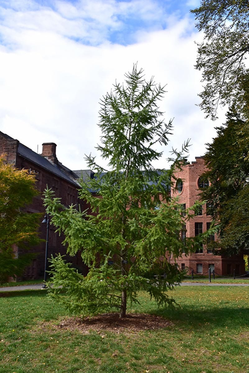 Young Larix kaempferi (Japanese Larch) with soft green foliage and a slender conical form, growing on a lawn with brick buildings behind.
