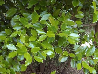Laurelia novae-zelandiae (pukatea) foliage, showing glossy green serrated leaves on slender branches, with several dark trunks visible below over bare mulched ground.