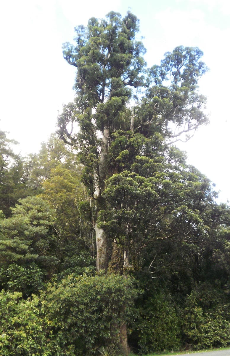 Mature Laurelia novae-zelandiae (pukatea), a tall tree with a pale, straight trunk and dense green crown rising above surrounding bush beside a road.