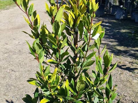 Laurus nobilis 'BayGold'