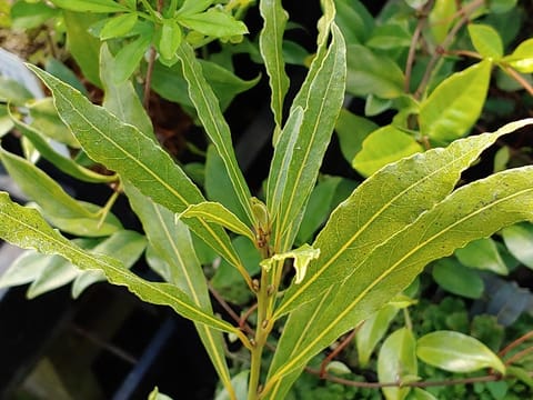Laurus nobilis f. angustifolia