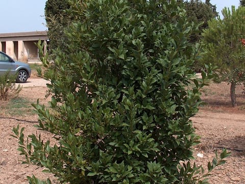 Laurus nobilis 'Tuscan Tower'