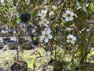 Leptospermum nitidum 'Copper Sheen' (Shiny Tea Tree) branches with white five-petalled flowers and narrow bronze-green leaves, with potted nursery plants behind.