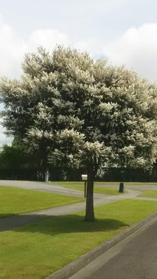 Leptospermum nitidum 'Copper Sheen' (Shiny Tea Tree) as a single-trunk tree covered in white flowers, growing on a grass berm beside a driveway and road.