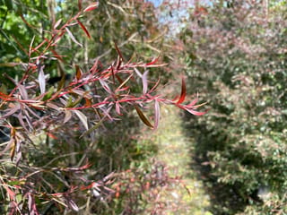 Leptospermum nitidum 'Copper Sheen' (Shiny Tea Tree) branch with narrow bronze-purple leaves and red stems, with rows of shrubs behind.