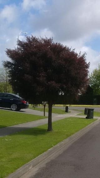 Leptospermum nitidum 'Copper Sheen' (Shiny Tea Tree) grown as a single-trunk standard with a dense, rounded bronze-purple crown on a grass berm beside a street.