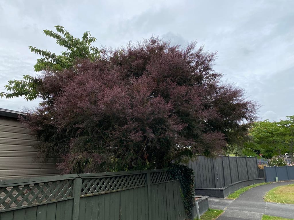 Leptospermum nitidum 'Copper Sheen' (Shiny Tea Tree), a large dense shrub with bronze-purple foliage, growing beside a green timber fence and footpath.