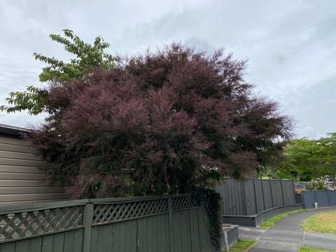 Leptospermum nitidum 'Copper Sheen'