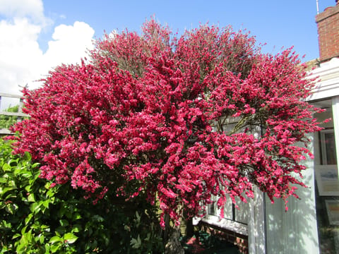 Leptospermum scoparium 'Red Damask'