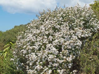 Leptospermum scoparium (Mānuka) shrub covered in masses of small white flowers, growing outdoors against a blue sky with other green shrubs behind.