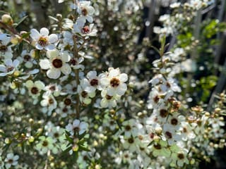 Leptospermum scoparium (Mānuka) branches covered in small white five-petalled flowers with dark red centres, plus round green buds and narrow leaves.