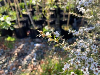 Leptospermum scoparium (Mānuka) branch with small white flowers and buds on narrow green leaves, with potted nursery plants blurred behind.