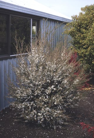 Leptospermum scoparium (Mānuka), an upright shrub covered in small white flowers and buds, growing beside a corrugated iron building.