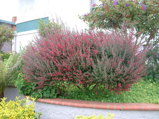 Leptospermum scoparium 'Burgundy Queen' (mānuka), a dense shrub covered in small red flowers, growing in a raised garden bed beside a house.